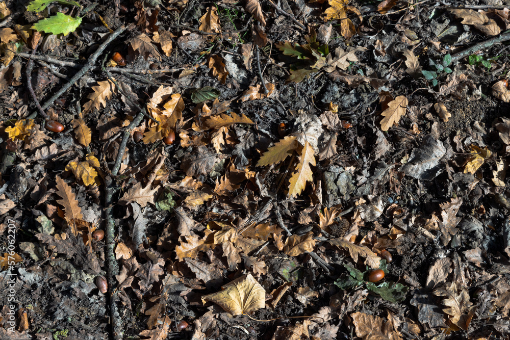 Feuilles disposées au sol durant l'automne dans une forêt Feuilles disposées au sol durant l'automne dans une forêt