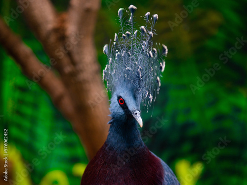  portrait southern crowned-pegeon (sclateri) on a green background photo