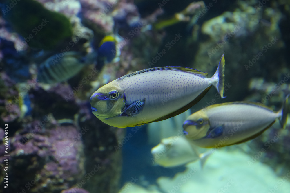 Obraz premium Bluespine unicornfish (Naso unicornis), also known as the short-nose unicornfish. Fish under water.