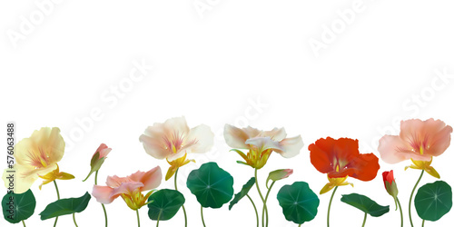 Beautiful flower. Nasturtium. Floral background. Isolated. Round leaves. Green. Pink. Border.