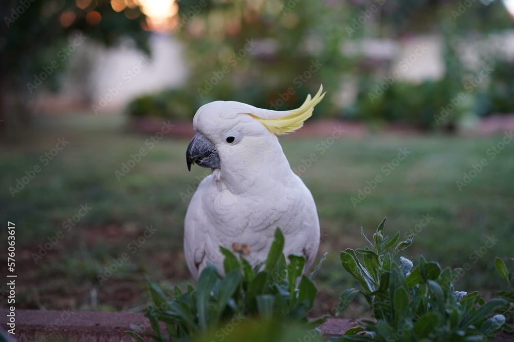 sulphur crested cockatoo standing on grass sulphur crested cockatoo standing on grass
