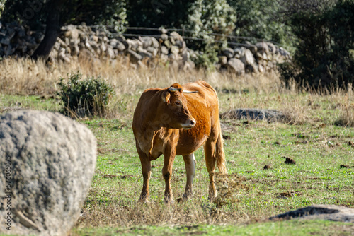 beef cow living in the countryside © Joseluis