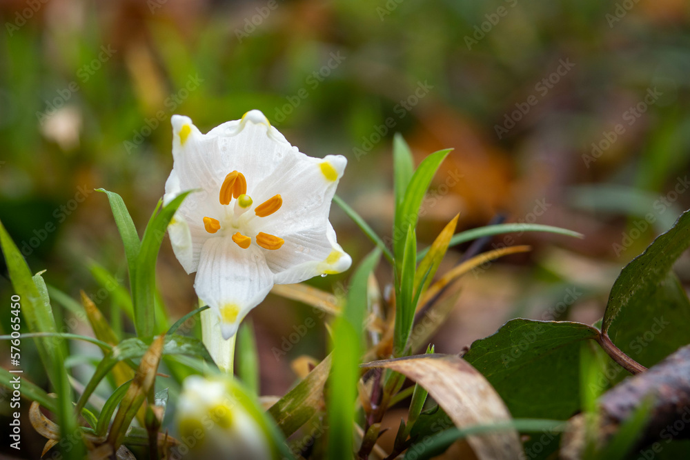 white and yellow flowers