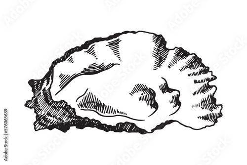 Hand drawn sketch oyster . Hand drawn illustration of fresh seafood. Isolated on white background. Ideal for fish restaurant menu and sea food markets.