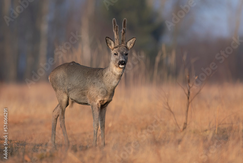 Fototapeta Naklejka Na Ścianę i Meble -  Roe deer ( Capreolus capreolus ) close up