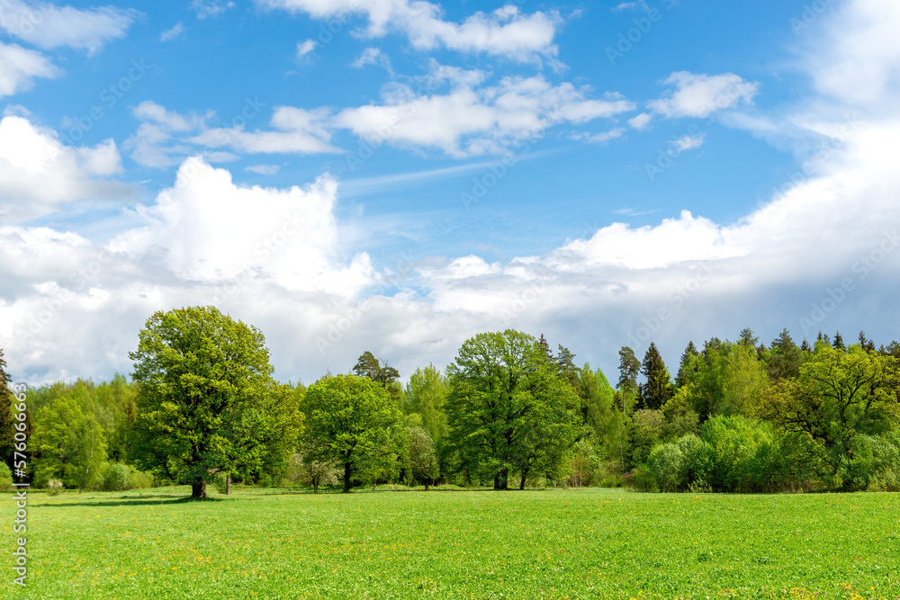 Blooming dandelion on green meadow in springtime. White and yellow  flowers in grass on a sunny day in spring against trees and blue sky