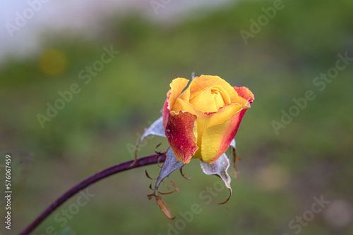 rosa amarela e vermelha