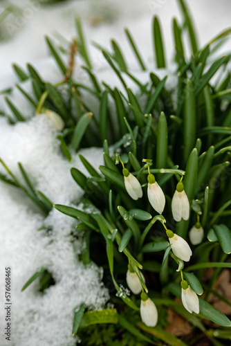 group of snowdrop flowers in a winter forest