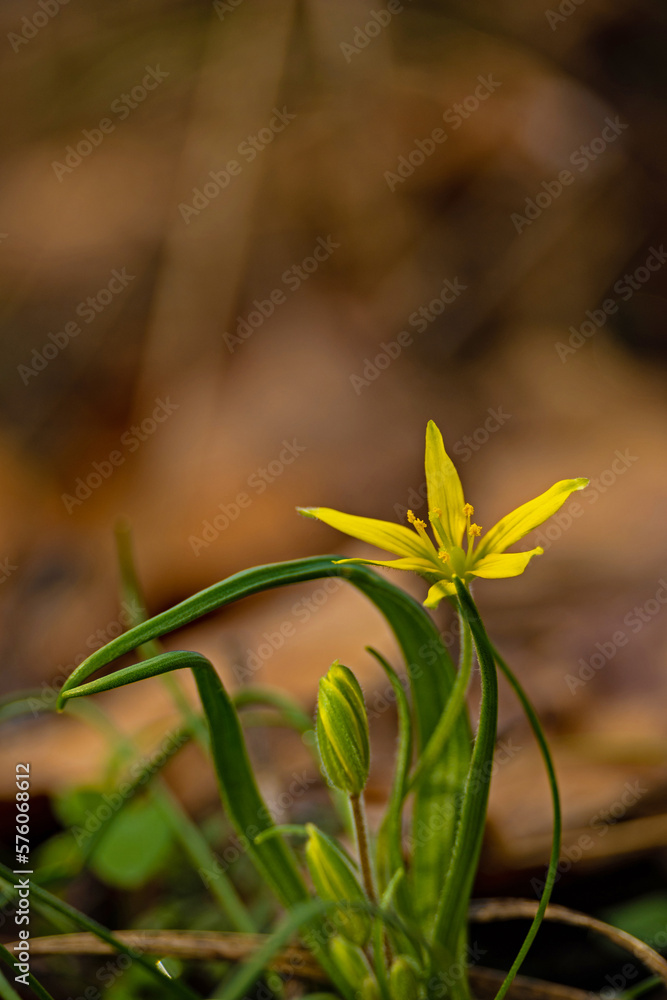 macro of a yellow star-of-Bethlehem flower macro of a yellow star-of-Bethlehem flower