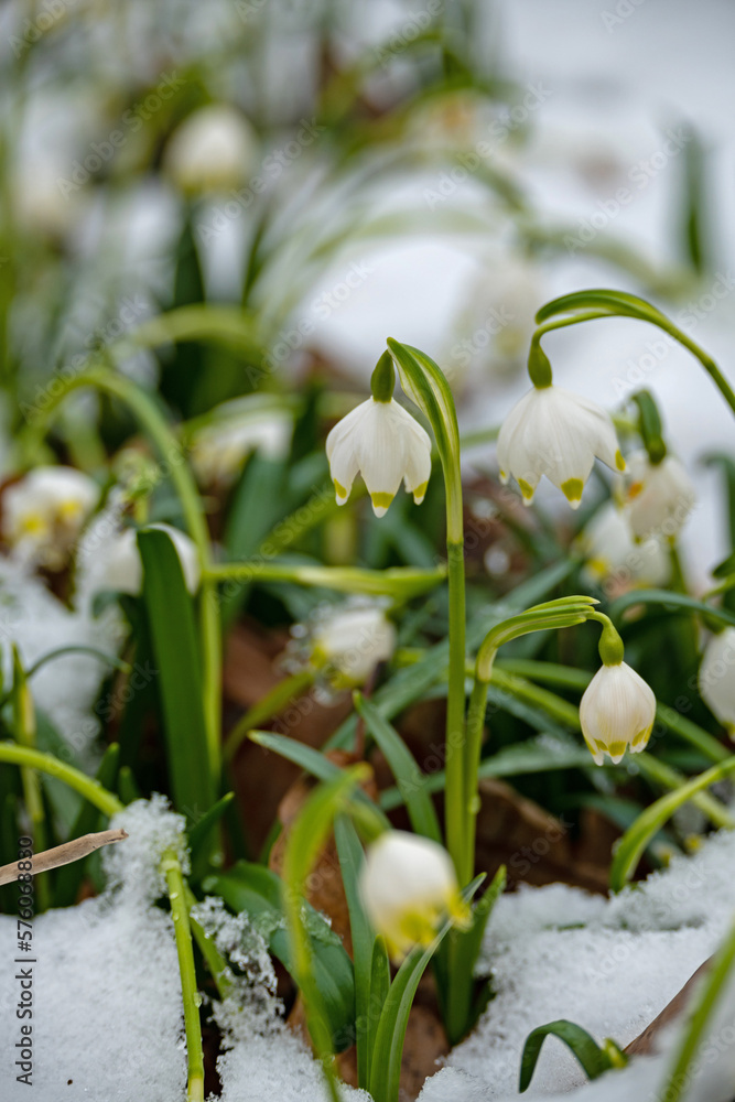 group of spring snowflake flowers covered in a snowy winter forest group of spring snowflake flowers covered in a snowy winter forest