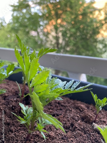 Anzucht von Studentenblumen in einem Blumenkasten auf dem Balkon im Frühjahr