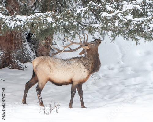 Rocky Mountain Bull Elk (Cervus canadensis nelsoni), Yellowstone National Park, Wyoming in winter photo