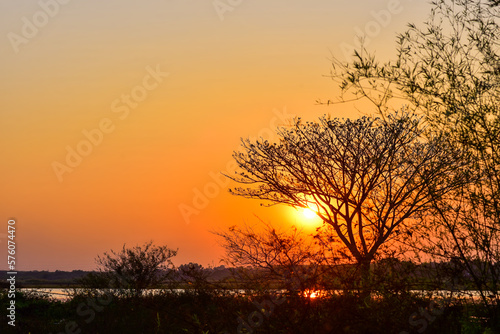 Fototapeta Naklejka Na Ścianę i Meble -  silhouette tree with the sunset