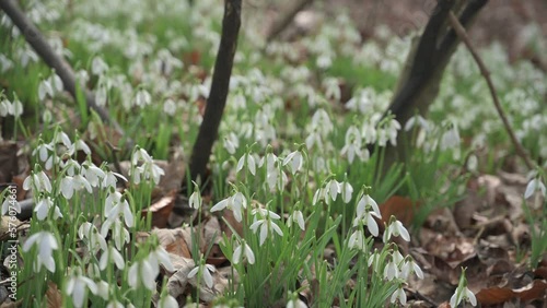 Patch of snowdrops floral on the forest ground