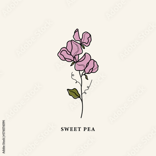 Line art sweet pea flower drawing