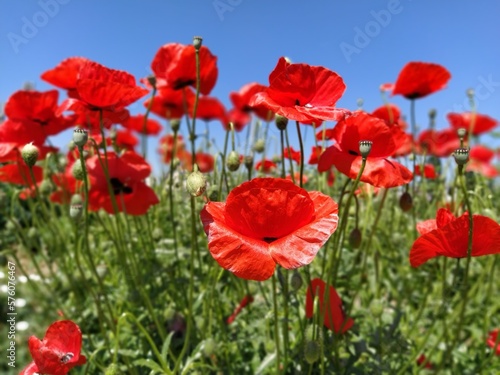 Blooming bright red poppies on the field. Wild beautiful flowers. Blue sky in the background. Tender flower petals glisten in the sun. Unraveling buds of poppies.