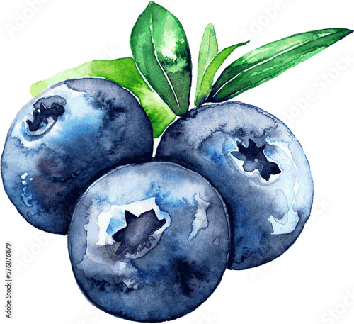 Blackberries and blueberries.  Vector.