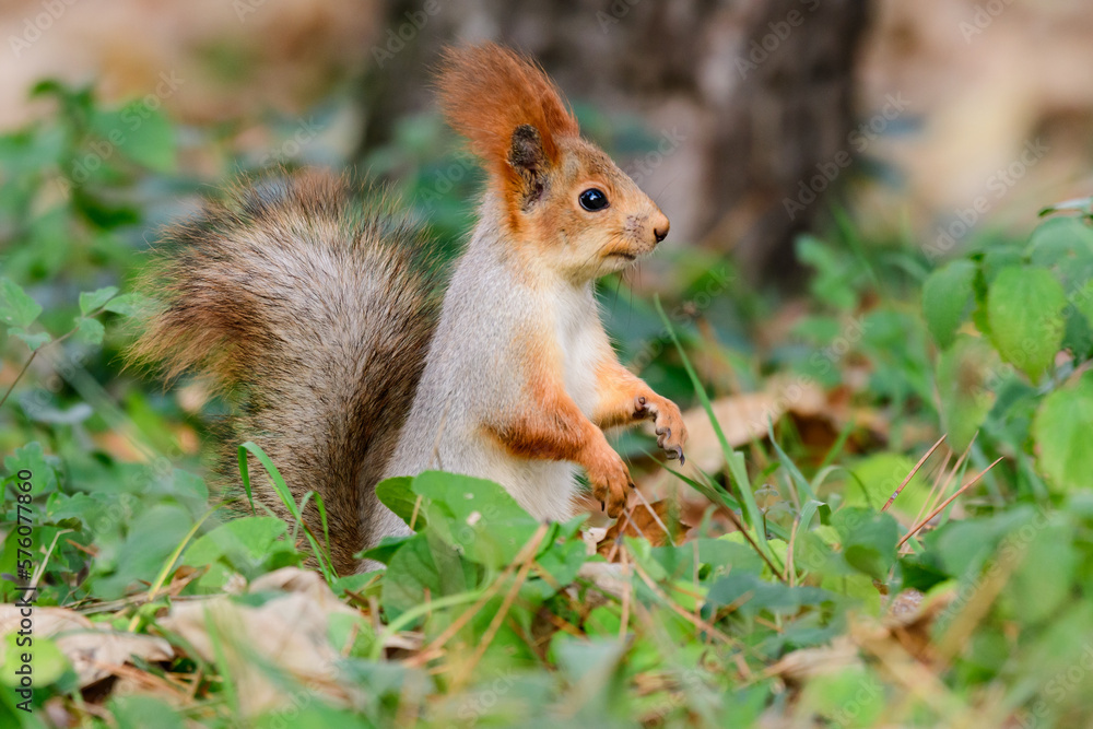 Eurasian red squirrel Sciurus vulgaris closeup portrait Eurasian red squirrel Sciurus vulgaris closeup portrait