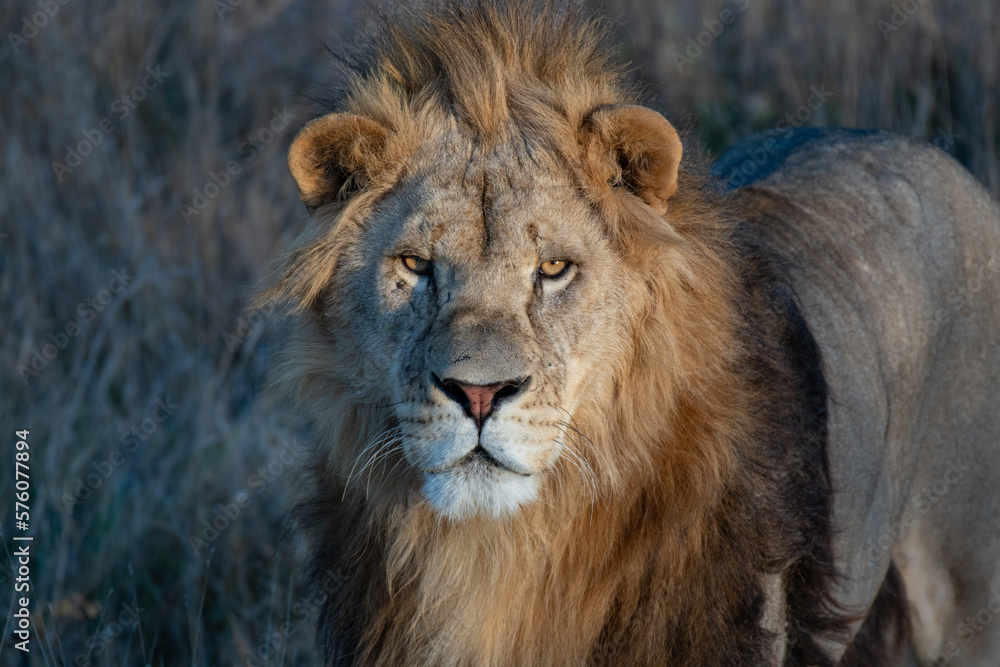 Lion king in grass portrait Wildlife animal