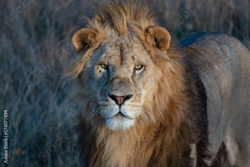 Lion king in grass portrait Wildlife animal