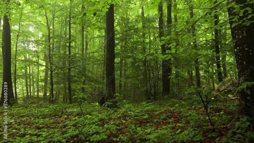 Flying close to the forest ground. Drone shot. Spring seasonal woodland with beech trees. Flying close to the forest ground. Drone shot. Spring seasonal woodland with beech trees.
