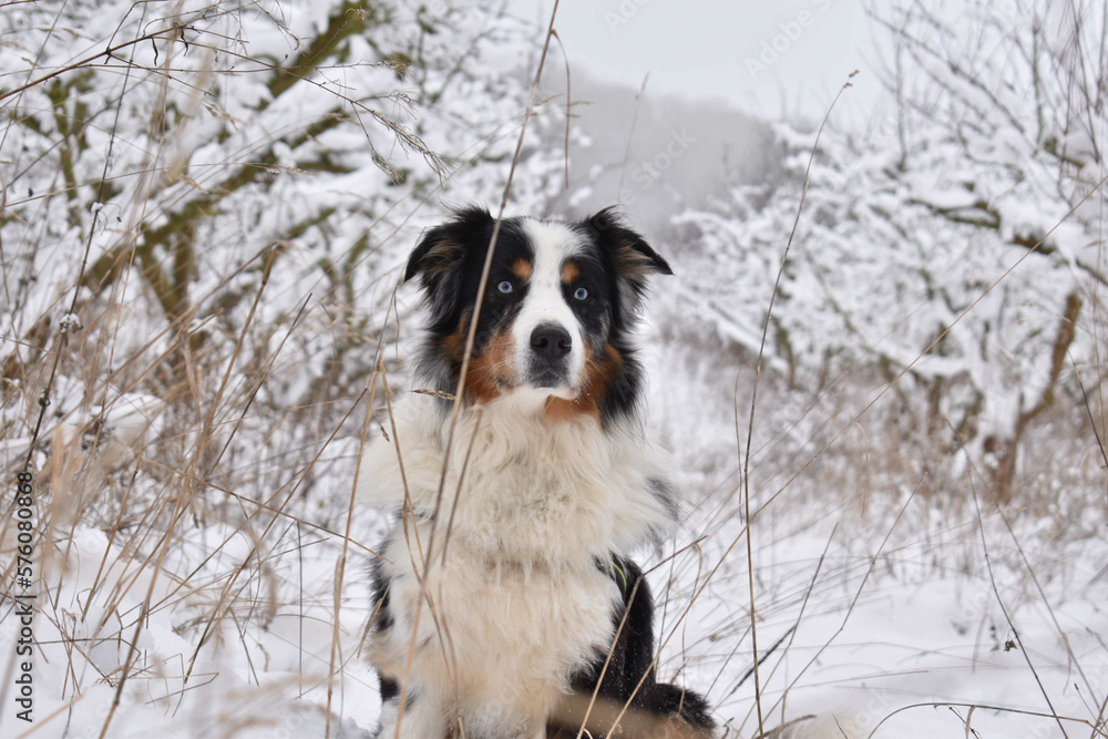 Australian shepherd dog in snow landscape