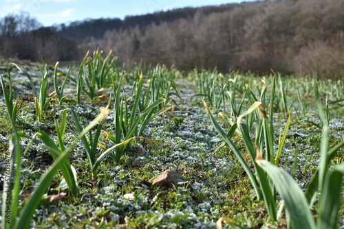 Field of garlic crops with frozen ground