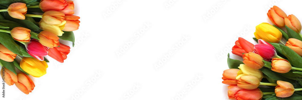 banner with tulips on a white background for congratulations on birthday, women's Day on March 8, mother's Day. floral spring background. banner with tulips on a white background for congratulations on birthday, women's Day on March 8, mother's Day. floral spring background.