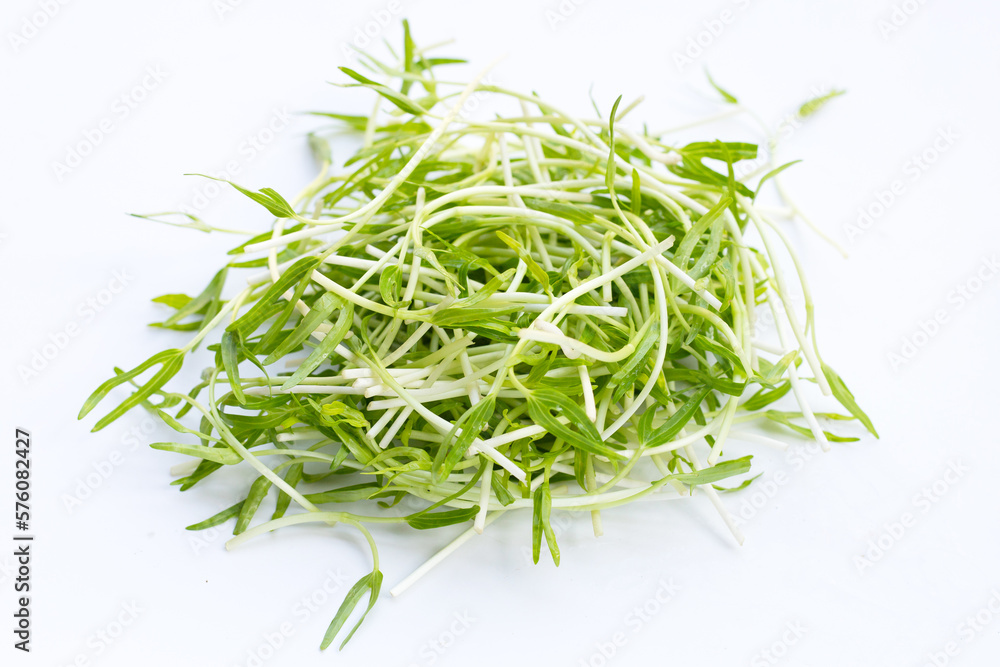Water spinach sprouts. Organic vegetables Water spinach sprouts. Organic vegetables
