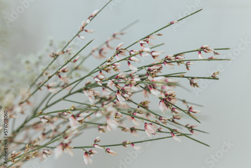 Stylish spring flowers on background of rustic wall. Retama monosperma pink flowers close up. Floral greetings. Modern bouquet photo