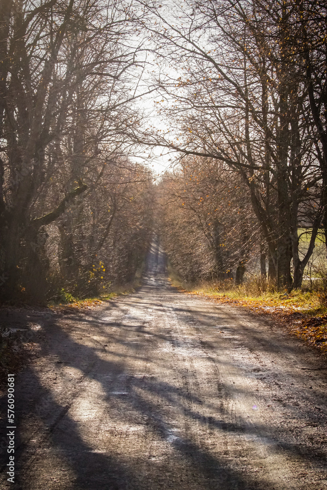 path in the forest