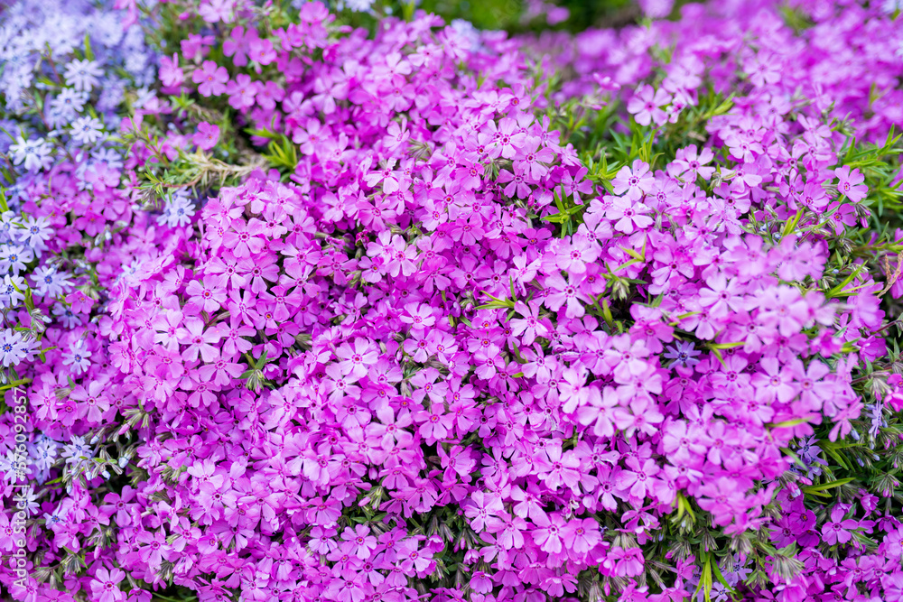 Close-up of phlox subulata. Evergreen perennial creeping herbaceous mat blooming in spring Close-up of phlox subulata. Evergreen perennial creeping herbaceous mat blooming in spring