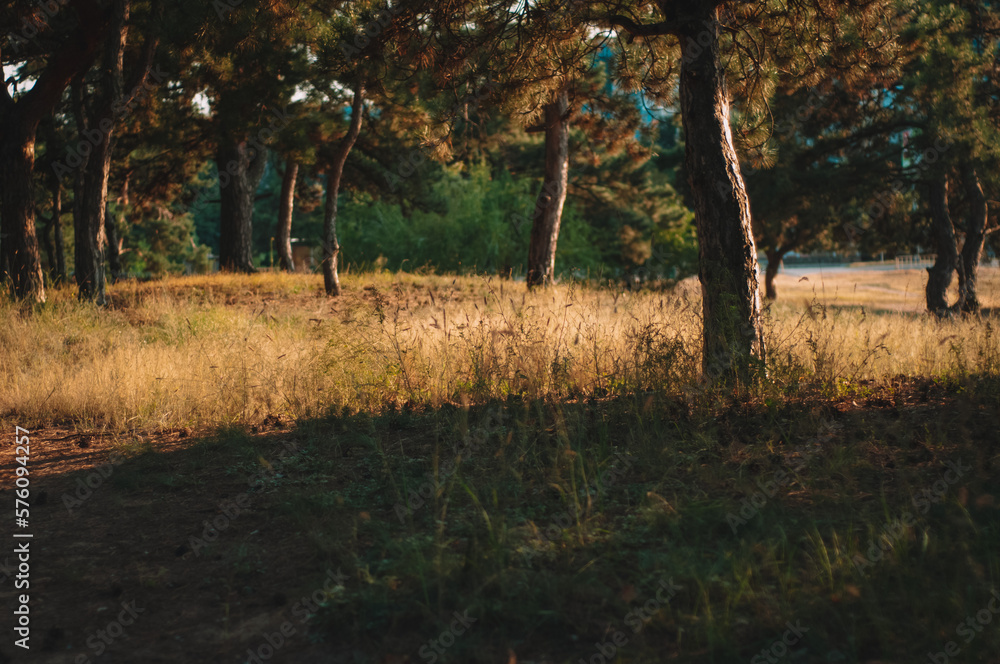 Fototapeta premium Autumn in the park