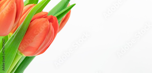 Fototapeta Naklejka Na Ścianę i Meble -  Spring tulips on grey background. Copy space