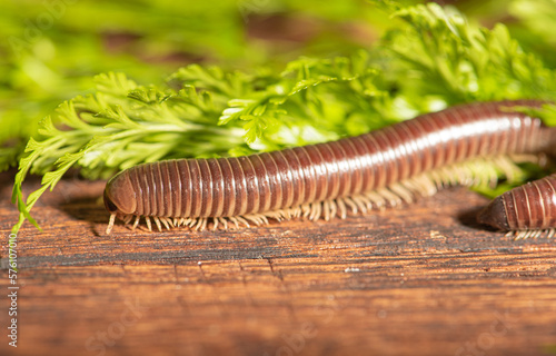 Cylindrical millipede, a beautiful specimen of brown cylindrical millipede walking on a rustic wooden table, selective focus.