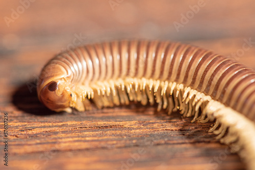 Cylindrical millipede, a beautiful specimen of brown cylindrical millipede walking on a rustic wooden table, selective focus. © Milton Buzon