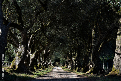 Paseo de olivos