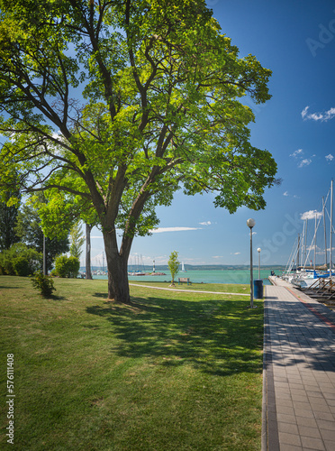 Morning photo of nice trees...