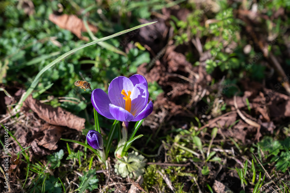 A bee pollinating purple crocuses blooming in early spring A bee pollinating purple crocuses blooming in early spring