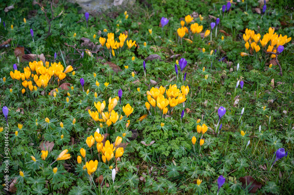 Obraz premium Crocuses blooming in spring