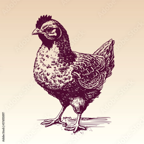 Hand drawn Chicken illustration. Vintage woodcut engraving style vector illustration.