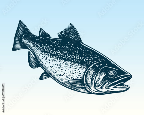 Hand drawn salmon trout fish illustration. Woodcut engraved style etching vector EPS 10