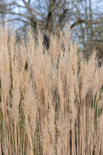 Close up of reed grass  calamagrostis 