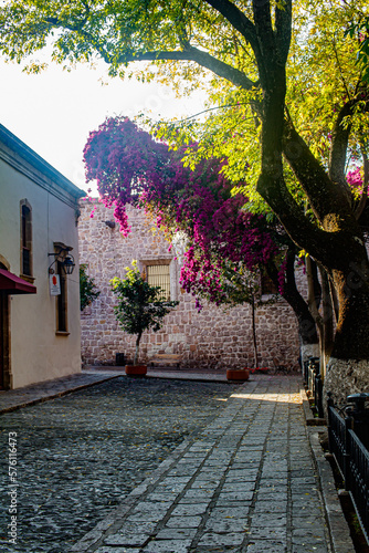 calle solitaria con árbol de bugambilia photo