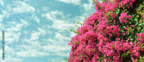 Pink Bougainvilleas or Paper Flower on blue sky background. High resolution photo image can be used as large printed canvas, website banner, social media post. Blank copy space for advertising texts.