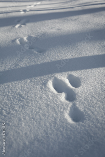 Hare footprints in the snow.