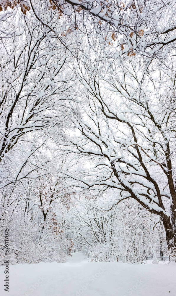 Winter Park Path, Minnesota