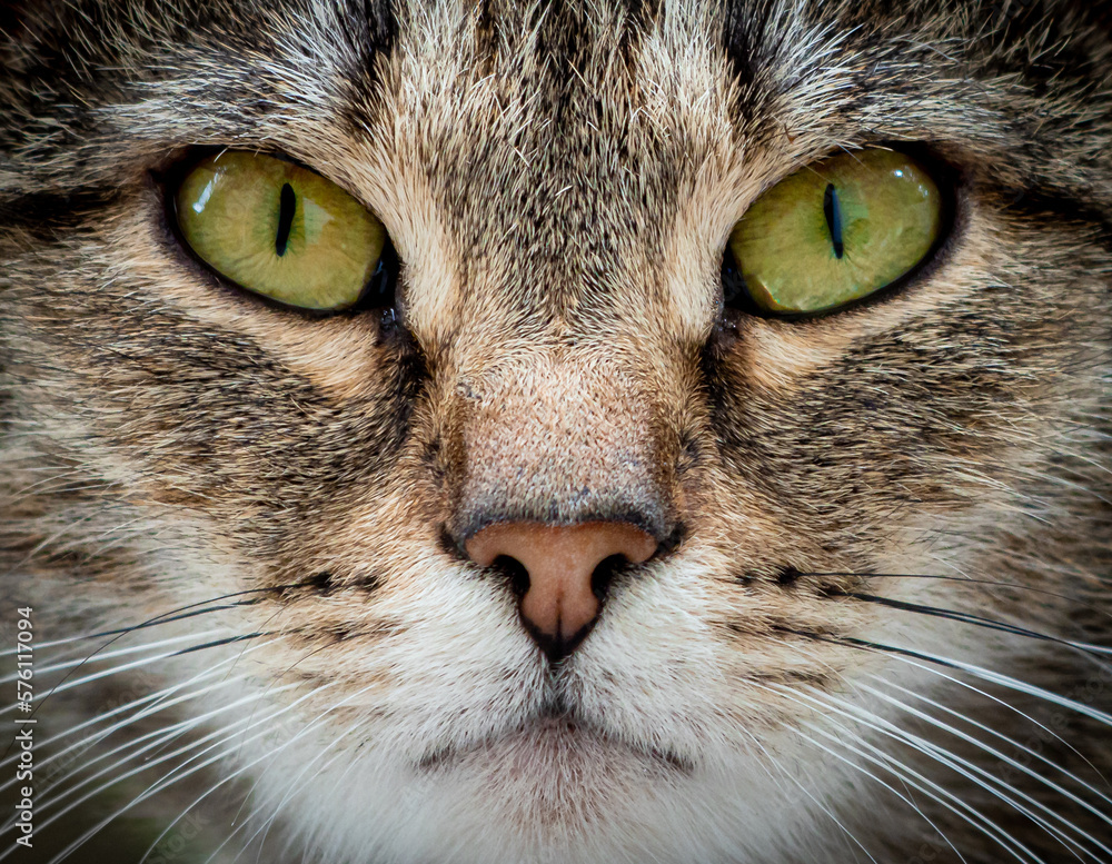Close up of a cat face with deep green eyes, nose and tactile whiskers