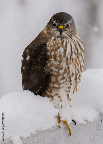 Juvenile sharp-shinned hawk in the snow frontal view