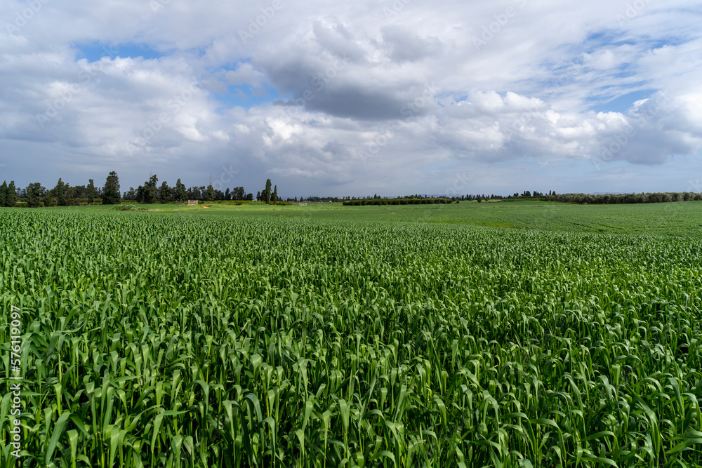 A green wheat field in winter